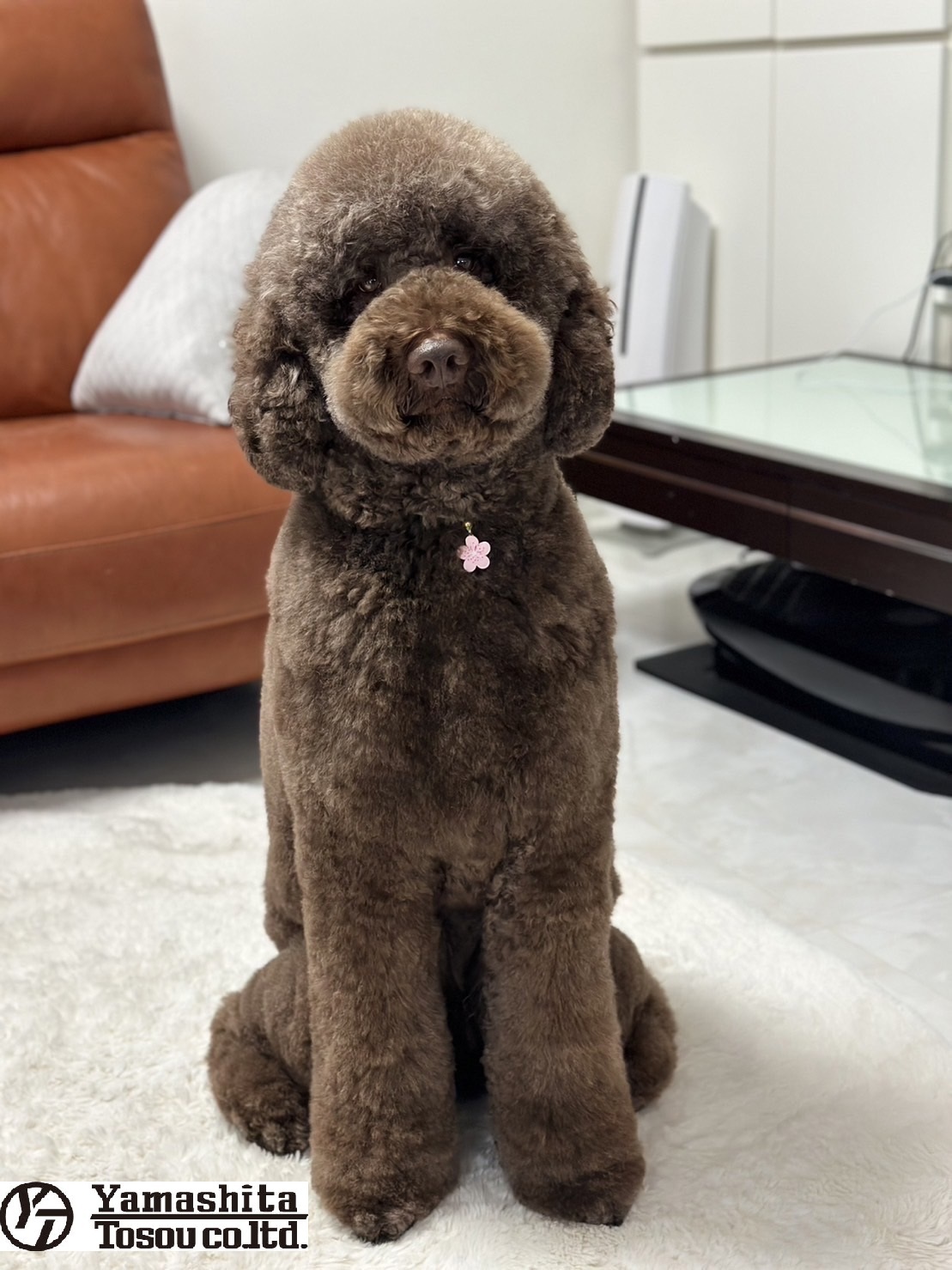 マーキュリー 二月分更新写真